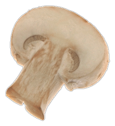 Verse champignon